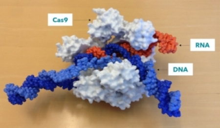 ▲Cas9-RNA가복합체가 상보적인 DNA에 결합한 모습