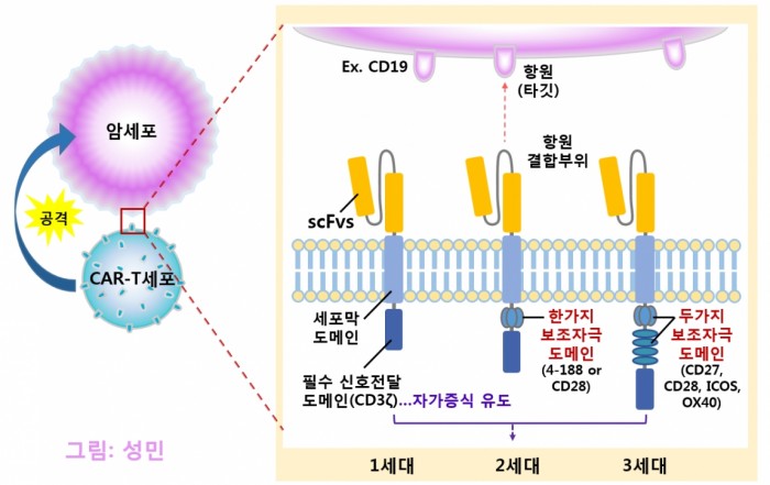 ▲암세포를 공격하는 CAR-T(세대별 비교)항원결합 도메인(scFvs, Single-chain variable fragments): 암세포 항원에 특이적으로 결합필수 신호전달 도메인(CD3ζ): 항원 인식 후 T세포 자가 증식을 유도보조자극 도메인: 신호전달을 증폭, 결과적으로 T세포 자가 증식을 증가시키는 역할