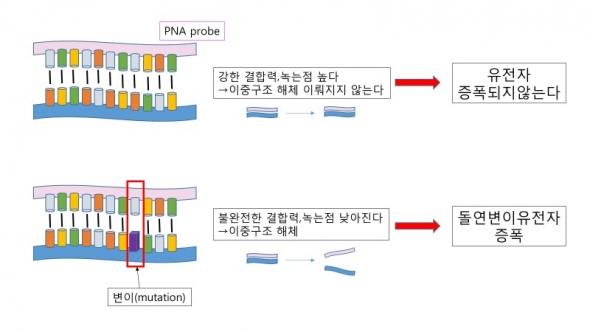 ▲PNA clamp기술. 염기서열의 오차로 녹는점이 낮아진 돌연변이형 유전자만 증폭이 일어난다.