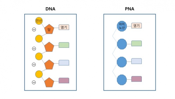 ▲DNA와 PNA 모식도. 음전하를 갖는 DNA의 당-인산 뼈대를 PNA는 중성의 아미노산으로 치환했다.