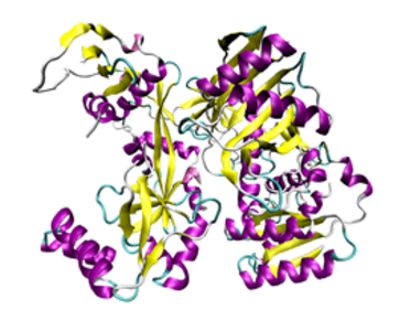 ▲An argonaute protein from Pyrococcus furiosus출처: 위키피디아