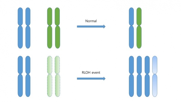 ▲정상적인 유전자 복제와 RLOH가 발생한 경우의 유전자 복제.