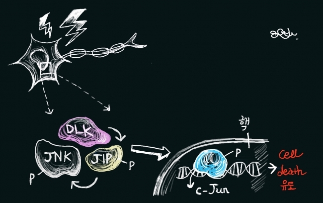 ▲DLK/JNK 신호전달과정이 활성화되면서 세포사멸이 일어난다.