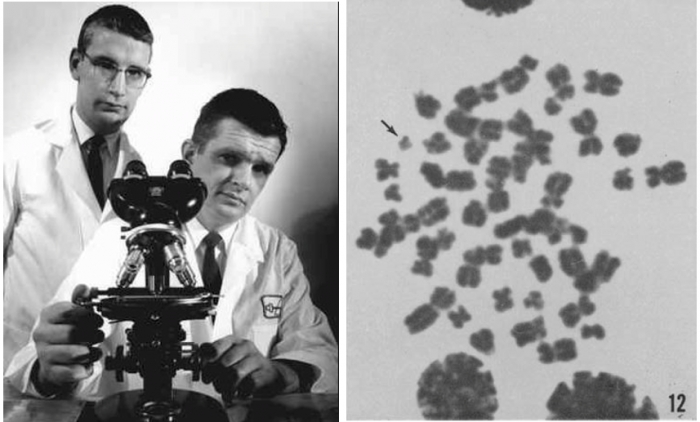 ▲그림 2 좌: 필라델피아 염색체의 발견자. 피터 노웰 (좌, Peter C. Nowell, 1928-2016)과 데이비드 헝거포드 (우, David A. Hungerford. 1927-1993), 우:  상염색체에서 제일 작은 22번 염색체보다도 비정상적으로 작은 염색인 필라델피아 염색체 (화살표) (출처: Norwell, P.C. and Hungerford, D.A. Chromosome studies on Normal and Leukemic Human Leukocytes, J. Nat. Cancer Inst. 25:85-109, 1960)