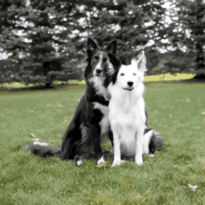 (출처: giphy.com)