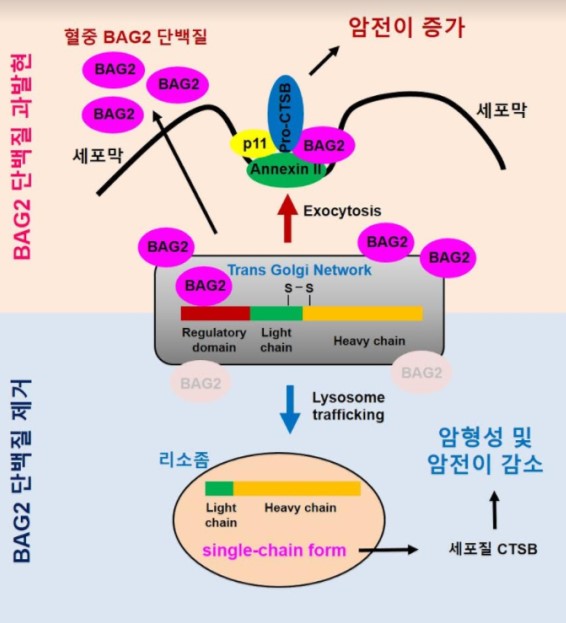 ▲삼중음성 유방암의 암 형성 및 전이에 대한 BAG2 단백질의 작용기전. 테라젠이텍스 제공.