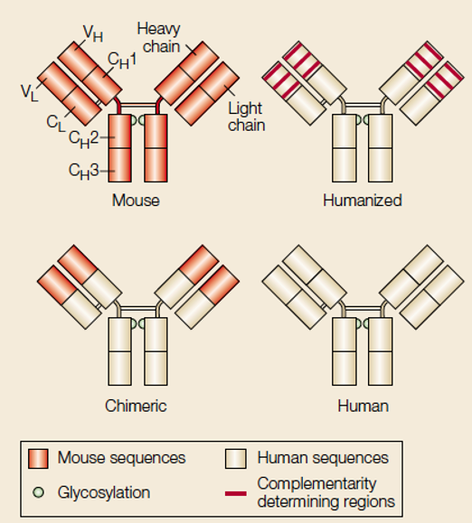 ▲그림 1 마우스 유래의 단일항원 항체와 키메라 항체, 인간화 항체 및 인간 항체의 차이점. 키메라 항체는 마우스 유래의 항원과 결합하는 변화영역과 인간 유래의 공통 영역으로 구성되어 있다. 반면 인간화 항체는 실제로 항원을 인지하는 CDR 영역만을 마우스 유래의 특정 항원을 인지하는 영역으로 대치되었다는 차이가 있다. [Carter P, Nature Review of Cancer, 2001]