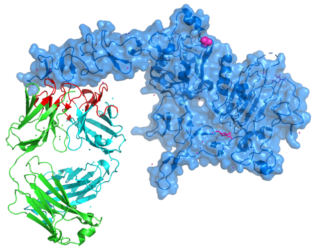 ▲그림 4 허셉틴과 HER2 단백질간의 결합 구조[7]. 청색의 HER2와 허셉틴의 헤비 체인 (녹색), 라이트 체인 (하늘색) 이 결합한 모습이다. 항체 인간화를 통해서 대치된 아미노산 잔기는 적색으로 표시하하였다.  