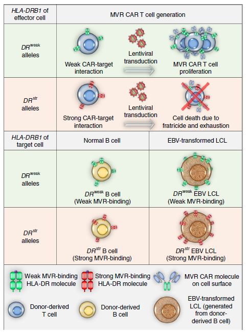 ▲HLA-DR 결합력이 약한 MVR-CAR-T는 정상B세포는 공격하지 않고 악성B세포만 특이적으로 사멸시킨다. (출처: Han et al., 2018, Nature communications, DOI: 10.1038/s41467-018-02912-x)