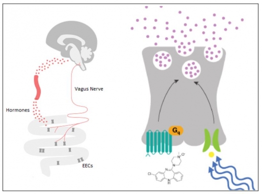 ▲장-뇌 회로지도(gut-brain circuit mapping)를 구축하기위해 chemogenetics 및 optogenetics을 사용해 gut 세포를 활성화시킨다. (Kallyope 회사 홈페이지)
