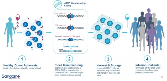 ▲상가모 off-the-shelf CAR-T 제작과정