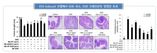 ▲염증성장질환 마우스 모델에서 SOD 효소 및 SOD 고생산균의 항염증 효과 (사진: 제노포커스 제공)