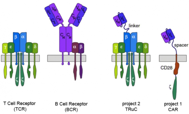 ▲TRuc 플랫폼과 면역세포 수용체 구조비교