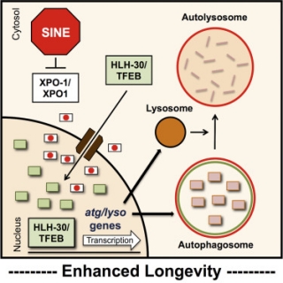 ▲Nuclear export inhibition enhances HLH-30/TFEB activity, autophagy, and lifespan. Cell Reports.  