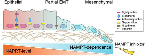 ▲NamPT 저해제의 중간엽전이 (EMT) 분자아형 암세포에 대한 작용 기전