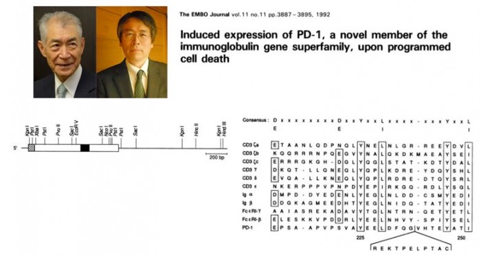 ▲그림 1 : PD-1 유전자는 교토대학의 혼조 타스쿠 (좌) 연구실의 박사과정이었던 이시다 야스마사 (우, 현 NAIST 교수)에 의해서 발견되었다. 이시다는 원래 흉선에서 자가항원을 인식하는 T세포가 사멸되는 세포자살 과정에 관여하는 유전자를 발견하고자 시도하였고, 이를 통해 T세포 하이브리도마에서 PD-1 (Programmed Death-1) 이라는 유전자를 발견하였다. 그러나 이 유전자는 나중에 서포자살 과정에는 관여하지 않는다는 것이 밝혀졌다. PD-1 의 기능이 밝혀지는 것은 더 뒤의 일이었다. 