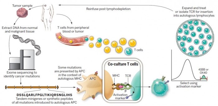 ▲그림 2 개인 맞춤형 T세포의 분리. 개인의 종양에서 특이적으로 생긴 돌연변이 단백질을 인식하여 공격하는 자가면역세포를 찾기 위하여 종양 조직에서 DNA를 추출하고 엑솜 시퀀싱을 통하여 암 특이적인 돌연변이를 발굴한다. 이렇게 발굴된 돌연변이들을 포함하는 펩타이드 영역을 미니 유전자(minigene)으로 합성하여 항원전시세포 (APC)에서 발현시켜, 환자의 말초혈액에서 채취한 T 세포 중 APC와 반응하는 것을 분리한다. 이렇게 암 특이적인 돌연변이 단백질에 반응하는 T세포를 분리하여 증폭한 후, 환자에 다시 투여하여 치료하게 된다 [3]