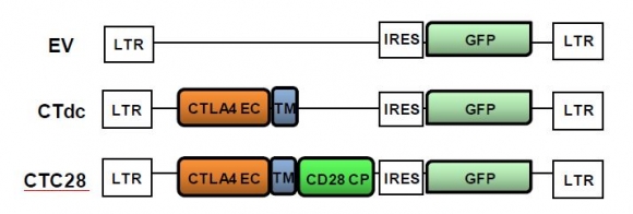 ▲CTC28(CTLA4-CD28 Chimera)의 모식도(그림: 티카로스 제공, 출처: Shin et al., 2012, Blood)
