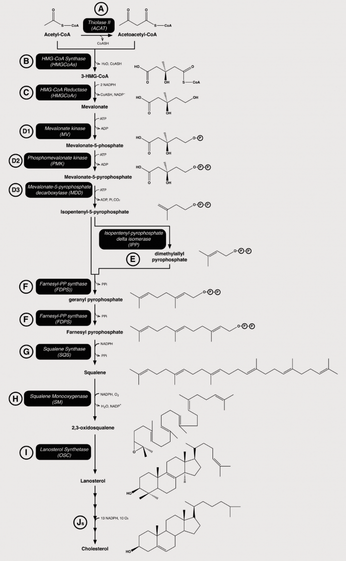 ▲그림 4: 콜레스테롤의 생합성 경로[13] 콜레스테롤은 아세틸-CoA (Acetyl-CoA)의 연속적인 중합으로 스쿠알렌 (Squalene) 이라는 대사 중간체가 되고, 스쿠알렌은 스쿠알렌 모노옥시게나아제 (Squalene Monooxygenase)나 라노스테롤 합성효소 (Lanosterol Synthetase) 등의 반응에 의해서 고리화되어 콜레스테롤의 직접적인 전구체인 라노스테롤이 되고, 이는 후속 반응에 의해서 콜레스테롤 등의 스테롤계 물질이 된다. 3-HMG-CoA가 메발론산 (Mevalonate)이 되는 것을 촉매하는 HMG-CoA 환원효소 (HMG-CoA Reductase)는 전체 생합성 반응의 속도를 결정하는 속도 결정단계 (Rate-limiting step) 이 된다. 스타틴 (Statin)은 바로 HMG-CoA 환원효소를 억제한다. 