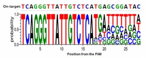 ▲고효율 Cpf1을 구성하는 CRISPR RNA의 3’말단 서열. 표적 유전자와 결합하는 20개의 서열 뒤로는 표적유전자의 서열이 아닌 연속된 티민(T)이 가장 높은 효율을 가진다. (그림: 한국생명공학연구원 제공, 출처: doi: 10.1038/s41467-018-06129-w)