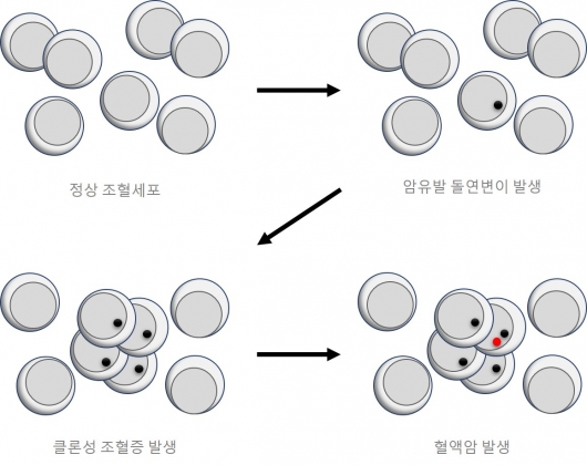 ▲클론성 조혈증(Clonal hematopoiesis of indeterminate potential, CHIP) 모식도 (그림: 지놈오피니언) 