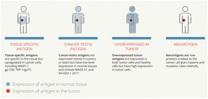 ▲종양에서 선별적으로 발현되는 신항원(neoantigens)