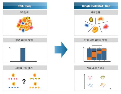 ▲일반 RNA-Seq과 Single Cell RNA-Seq 차이점. 테라젠이텍스 제공.