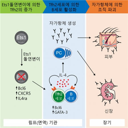 ▲Ets1 돌연변이에 의한 루푸스 발병 모식도.(출처 : 이뮤니티 (Immunity), DOI: 10.1016/j.immuni.2018.10.012) 