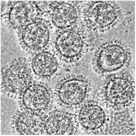 ▲인플루엔자 A 바이러스 표면의 헤마글루티닌과 뉴라미니데이즈를 보여주는 전자현미경 사진(Kosik et al., 2019)