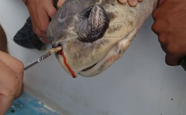 ▲콧구멍에 플라스틱 빨대를 낀 채 발견된 코스타리카의 바다거북이가 피를 흘리는 모습을 담은 유튜브 영상은 온라인상에서 큰 이슈가 됐고, 9일 기준 조회수 3355만 건을 기록하고 있다. (출처=유튜브 영상 캡처)