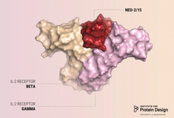 ▲Neo-2/15 약물구조, 출처: University of Washington Institute for Protein Design