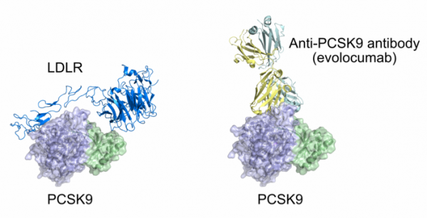 ▲그림 1: PCSK9와 LDL 리셉터, Anti-PCSK9 항체와의 결합. PCSK9 는 LDL 리셉터와 결합하여 이들의 형태 변화를 억제하여 LDL 리셉터의 재활용을 막아 궁극적으로 LDL 리셉터를 분해하게 만든다. 에볼로쿠맙과 같은 PCSK9 항체는 PCSK9와 LDLR 와의 결합 부위에 결합하여 PCSK9 의 LDL 리셉터와의 결합을 막는다. 