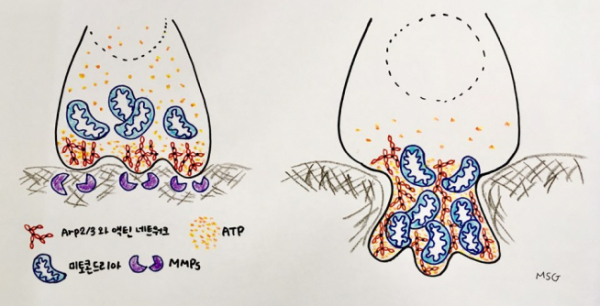 ▲C.elegans의 세포가 기저막을 파괴하는 기전을 나타낸 그림. 왼쪽 : 정상 세포에서 MMPs에 의한 기저막 파괴 과정. 오른쪽 : MMPs가 없을 때 Arp2/3와 액틴 네트워크에 의한 돌출부 형성.