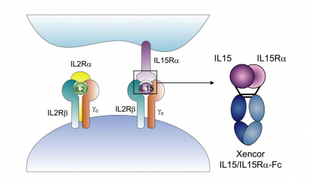 ▲IL2와 IL15의 결합과 XmAb24306의 구조를 보여주는 그림. IL-2와 IL-15는 IL2Rβ와γc 수용체에 동일하게 결합한다. 출처 : 젠코 SITC2018 포스터 자료.
