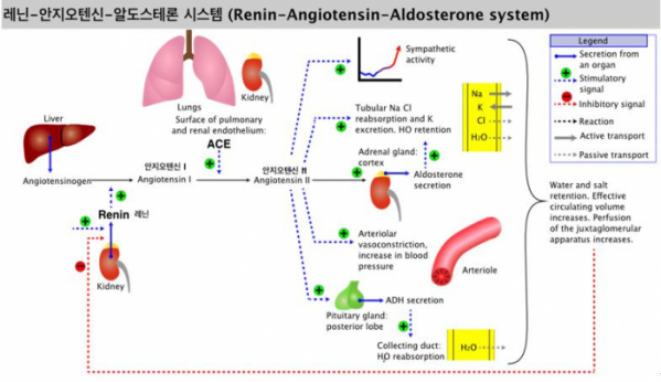 ▲그림 1. 레닌-안지오텐신-알도스테론 시스템 (Renin-angiotensin-aldosterone system)은 간에서 분비되는 안지오텐시노겐 (Angiotensinogen)이 신장 피질에서 분비되는 레닌 (Renin)과 안지오텐신 전환효소 (Angiotensin converting enzyme, ACE)에 의해서 안지오텐신 II 가 되어 동맥의 수축, 알도스테론의 분비에 의한 물 및 이온 체류 등의 다양한 생리현상을 조절하는 호르몬계를 총칭하여 이야기한다. 안지오텐신 II는 혈압 상승을 유발하는 원인 물질이다. By Soupvector - Own work, CC BY-SA 4.0, https://commons.wikimedia.org/w/index.php?curid=66583851