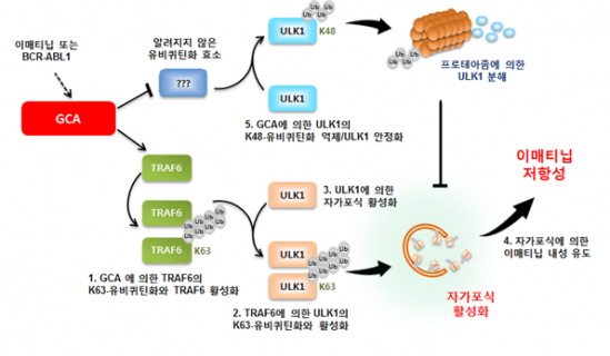 ▲GCA 단백질의 자가포식 활성화에 의한 내성 발생 기전 