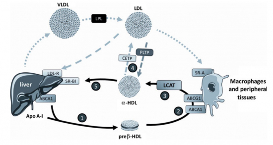 ▲지질단백질의 콜레스테롤 전달경로(DOI: 10.1007/s11883-011-0171-6)