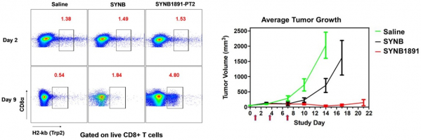 ▲SYNB1891 전임상시험 결과- 림프절의 T세포 영역(네모 상자) / SYNB(dacA 미포함), SYNB1891(dacA 포함)(신로직 2018 SITC 발표자료)