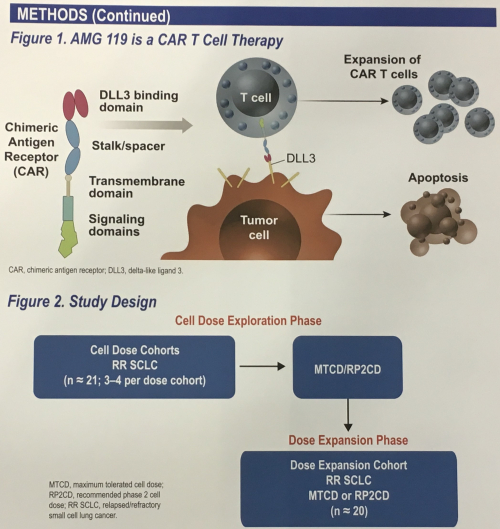 ▲AMG 119 CAR-T 세포 구조 및 임상 디자인(암젠 2019 ASCO 발표 포스터)