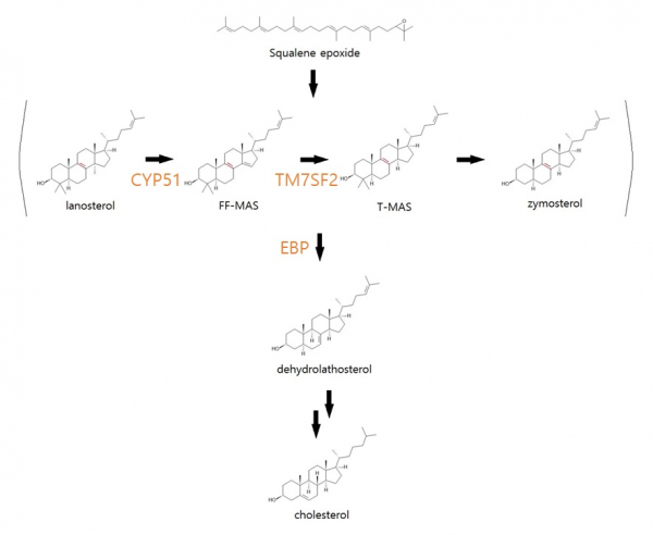 ▲콜레스테롤 합성과정 중 8,9-불포화스테롤 처리 과정에 관여하는 CYP51, TM7SF2, EBP(바이오스펙테이터 제작)