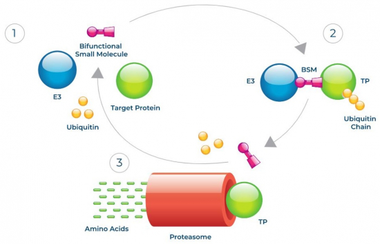 ▲Targeted Protein Degradation(크로노스 바이오 홈페이지)