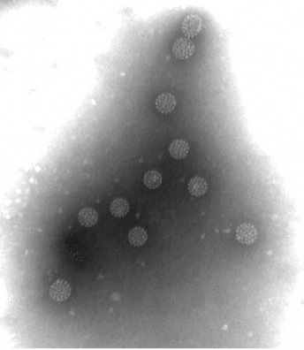 ▲VLP(Virus like particle)