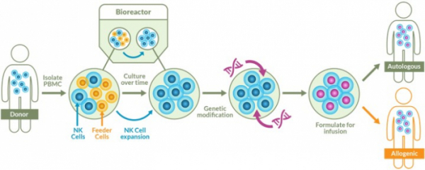 ▲Nkarta Therapeutics 홈페이지