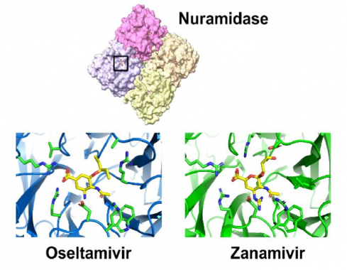 ▲그림 : (상) 인플루엔자 바이러스의 뉴라미니데이즈(Neuraminidase)의 구조. 뉴라미니데이즈는 동일한 서브유니트가 4개 결합한 구조로 되어 있으며, 각각의 서브유니트 중앙마다 활성자리 (Active Site)가 존재한다. (하) 오셀타미비르 (Oseltamivir : 타미플루) 와  자나미비르 (Zanamivir : 릴렌자) 가 뉴라미니데이즈의 활성자리에 결합되어 있는 모습. 각각의 화합물은 노란색으로 표시되어 있으며, 이와 상호작용하는 아미노산 잔기는 초록색으로 표시되어 있다. 