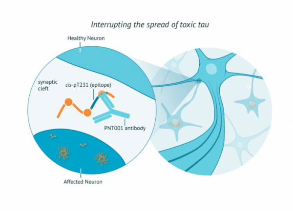 (▲PNT001 작용기전(Pinteon therapeutics 홈페이지 참조))