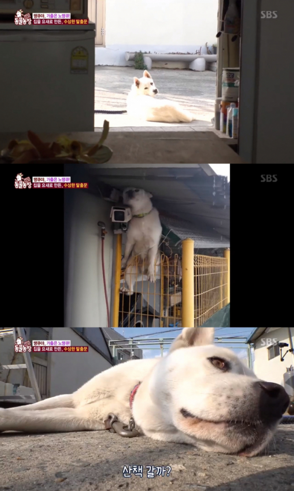 ▲땡큐(사진제공=SBS 'TV 동물농장' 방송화면 캡처)
