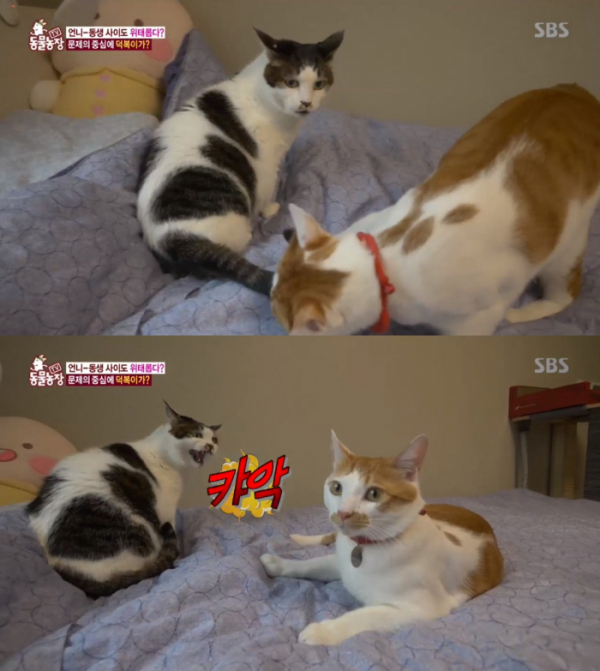▲반려묘 경쟁(사진=SBS 'TV 동물농장' 방송화면 캡처)