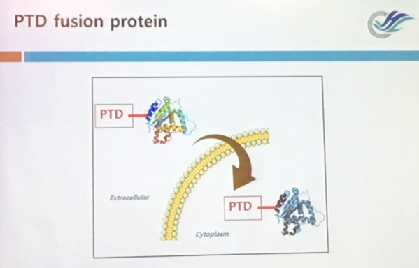 ▲PTD 융합 단백질 기전(테크콘서트 발표 현장)