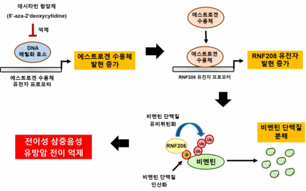 ▲RNF208 유전자의 TNBC 전이 억제 작용기전(테라젠이텍스)