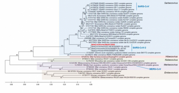▲신종 코로나바이러스 한국 분리주 유전자 계통. 마크로젠-서울대병원 공동연구팀은 NGS기반의 신종 코로나바이러스 전장 유전체를 분석한 논문을 발표했다. 이번 연구결과 분리된 바이러스 이름을 ‘BetaCoV/Korea/SNU01/2020’(그림 내 빨간색)으로 명명했다. 마크로젠 제공.
